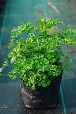 ต้นพาร์สลี่ย์ Parsley (Triple Moss) อิตาเลี่ยนพาร์สลี่(ใบหยิก) /ถุงดำ4*8 นิ้ว  สมุนไพรฝรั่ง