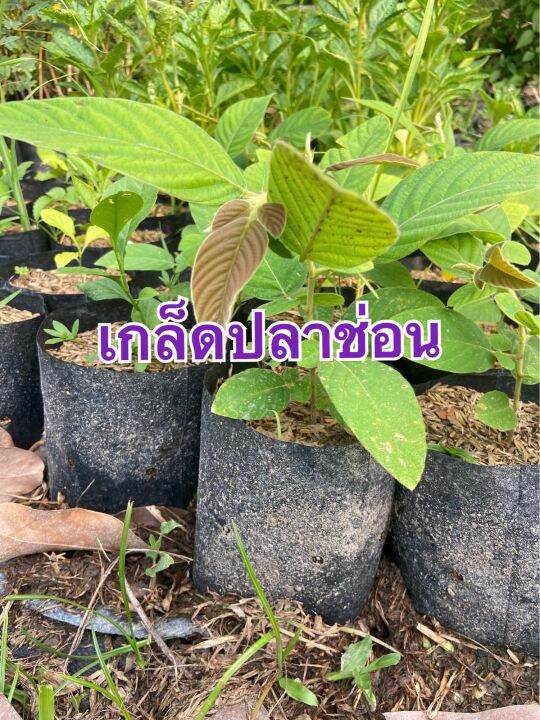 ต้นเกล็ดปลาช่อน-ต้นกล้าเกล็ดปลาช่อน-สูง-20-30-เซน-แข็งแรงพร้อมปลูก
