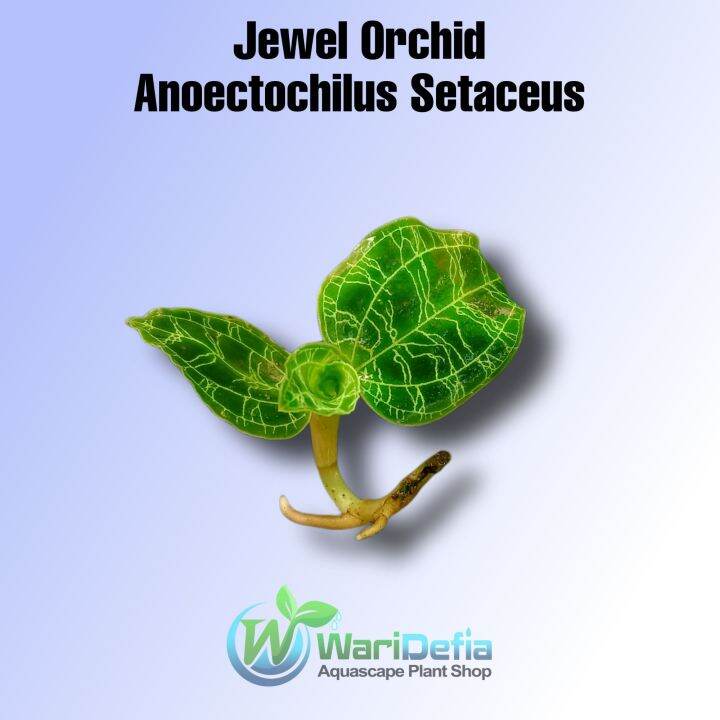 Jewel Orchid Anoectochilus Setaceus Tanaman Paludarium Lazada Indonesia