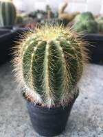 แอสโตร cactus แคคตัส เมโล เทโลไบคัลเลอร์ นกฮูก กระบองเพชร