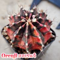 Gymno Orenji ออเรนจิ สีส้มแดง ลายเอกลักษณ์ ตัวแรร์