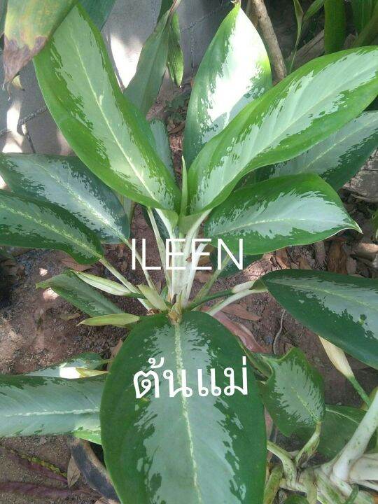 ต้นบัลลังก์เงิน-ไม้มงคล-ไม้ฟอกอากาศ-ขายแบบหน่อสูงประมาณ1ฟุตมีรากในถุงดำคละไซต์