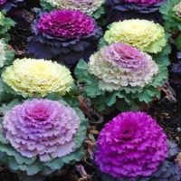 เมล็ดพันธุ์ ปูเล่ ประดับ คละสี (Osaka Series Mix Ornamental Cabbage Seed) บรรจุ 5 เมล็ด