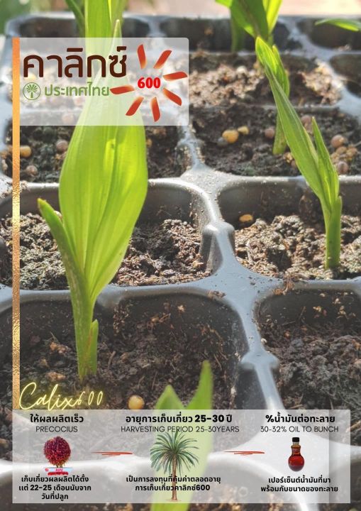 เมล็ดพันธุ์ปาล์ม-calix600-ของแท้-จากสถาบันวิจัย