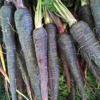 เมล็ดพันธุ์ แครอทดำ เนบิวล่า (Black Nebula Carrot Seed) บรรจุ 20 เมล็ด คุณภาพดี ของแท้ 100%