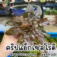 คริปแอ็กเซลโรดิ ,คริปแดง “Cryptocoryne axelrodi”??