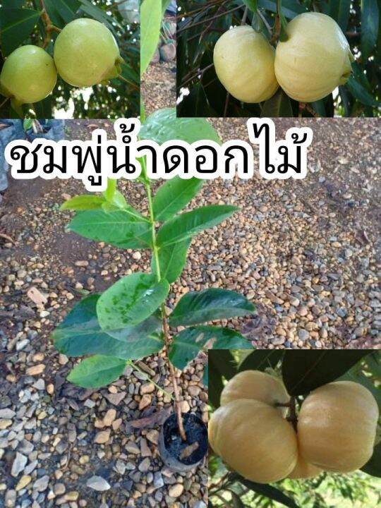 ชมพู่น้ำดอกไม้-ต้นพันธุ์สูง-40-50-เซนติเมตรต้นแข็งแรงรากแน่นพร้อมปลูก-2-3-ปีติดผล