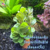 เกล็ดหอยแดงดิบ/โรทาลาโรทันดิโฟเลียแดง(((จิ๋ว)))Rotala rotundifolia ‘rad’ ต้นไม้น้ำ