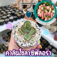 ??ไม้อวบน้ำสุดสวย คาลันโชลาซิฟลอร่า(kalanchoe laxiflora)?? ดอกสวยมากค่ะเป็นกระเช้าสีชมพู ดูในรูปถัดไปนะคะ?