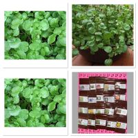 เมล็ดพันธุ์ สลัดวอเตอร์เครส สลัดน้ำ (Watercress Seed) =50เมล็ด