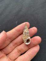 หอยสังข์ตัวเล็กสีเทา gray bamboo shoot conch shell 3.5-4cm xie