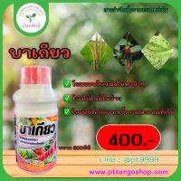 บาเกียว สารป้องกันกำจัดโรคพืช ขนาด 500cc ส่งเสริมความแข็งแรงให้แก่ผนังเซลล์พืช พืชมีความต้านทานต่อโรคและแมลง ยับยั้งการเจริญเติบโตของเชื้อแบคทีเรีย