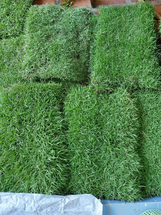 หญ้านวลน้อย-สำหรับสั่งไม่เกิน10ชิ้น-หญ้าสนาม-ขนาด50-100cm-manila-grass-หญ้าสด-หญ้าจริง-ค่าส่งถูก
