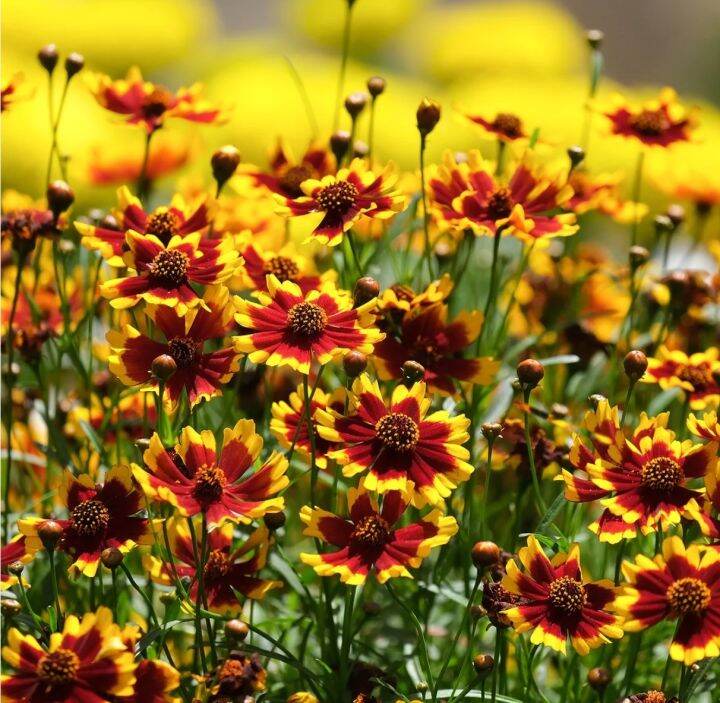 ดอกตาเสือ-coreopsis-flower-seed-เมล็ดพันธุ์ดอกตาเสือ-ราคาถูก-100เมล็ด10บาท