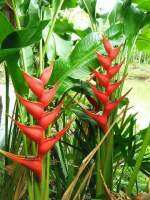 heliconia​ พันธุ์บิ๊กบัด​ (1หน่อ) ดอกสีแดงดอกใหญ่​