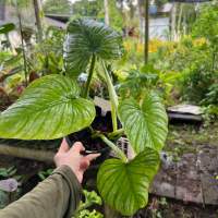 ฟิโลเดนดรอน มาเมอิ ซิลเวอร์คลาวด์ Philodendron Mamei (silver cloud) ต้นไม้ฟอกอากาศ ต้นไม้รูปหัวใจ ปลูกในที่ร่ม