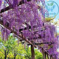 เมล็ด วิสทีเรีย 5 เมล็ด เมล็ดใหม่ สั่งตรงจากผู้ผลิต  Wisteria sinensis (Sims)Sweet