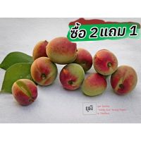ต้นกล้า บ๊วยแอปริคอทญี่ปุ่น ( Umi Apricot ) ??
กล้าละ 200.- (กล้าเพาะเมล็ด/ สูงประมาณ40-50 ซม.)
?ซื้อ 2 แถม1✅ ต้อนรับหน้าฝน☔️
หมดเขต!! วันที่ 31/10/66 เท่านั้น✨?