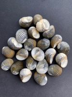 seashells limpet shell