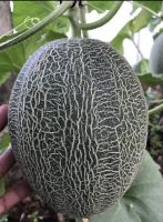 เมล็ดพันธุ์ แคนตาลูป ฮามิกัว (Hamigua Cantaloupe Seed) บรรจุ 5 เมล็ด เนื้อกรอบ รสชาดดี