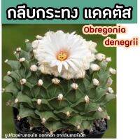 ✳️☀️กลีบกระทงแคคตัส ไม้หายาก ขนาด 3 cm “โอบรีโกเนีย ดีนีกริอี” (Obregonia denegrii) ทุกบ้านต้องมีนะคะ มีไว้คู่วันลอยกระทง ชั้นกลีบสวยมาก รูปตัวอย่างตอนโตคืองานดี สีดอกขาวสะอาดตา สวยคุ้มจ้า ✳️☀️