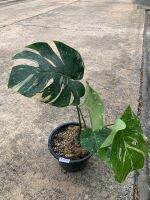 ต้น Monstera Thai Constellation (ไม่รับจัดส่งแบบเก็บเงินปลายทางนะครับ) Patsorntree