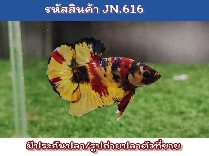 ปลากัดนีโม่-เพศผู้-ขนาด1-5นิ้ว-สีสวยตัวใหญ่พร้อมรัด