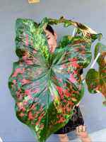 Caladium Mesmerized (บอนสี เมสเมอไรซ์) ไม้นำเข้าจากฮอลแลนด์