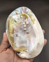 เปลือกหอยมุกน้ำจืด ติดมุกหลายเม็ด
( Fresh Water Mother of Pearl Shell ) ??✨ แผ่นขัด มีมุกติดหลายเม็ด สามารถใช้วางหินชิ้นเล็กๆ เครื่องประดับ หรือวางโชว์เฉยๆ ก็สวย ??

? ชนิด : เปลือกหอยมุกน้ำจืด 1 ฝา 
? ขนาด : 17.4 × 11.5 × 2.0 cm.
?