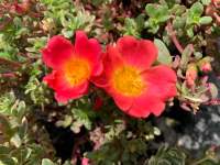 ต้นไม้ประดับ คุณนายด่าง คุณนายตื่นสาย ไฮโซด่าง (Portulaca) กระถางแขวน 8 นิ้ว / สูง 10-20 ซม. / ไม้ประดับ ไม้ดอก ไม้มงคล (ต้นไม้)