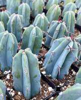 กระบองเพชร แคคตัส Blue Myrtle-Cactus ส่งทั้งกระถาง ขนาด 4 นิ้ว ไม้ฟอกอากาศ ไม้ดูดรังสีจากคอมพิวเตแร์