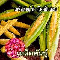 เมล็ดพันธุ์ข้าวโพดฟักอ่อน 200 กรัม ผลดก สวย แข็งแรง