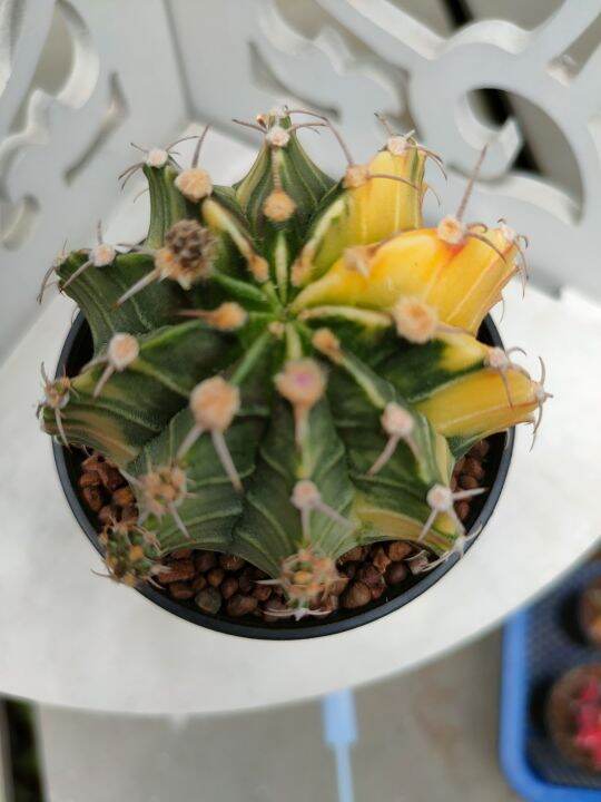 กระบองเพชร-แคคตัส-ยิมโนด่าง-gymnocalycium-อยู่ในกระถาง-3-นิ้ว-พร้อมส่ง