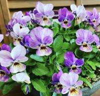 เมล็ดดอกแพนซี่/ไวโอล่า/ 50 เมล็ด Pansy(Viola) เมล็ดนำเข้า