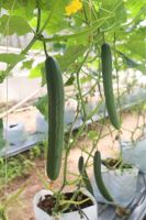 เมล็ดแตงกวาญี่ปุ่น 10 เมล็ด ?Japanese Cucumber 10 seed