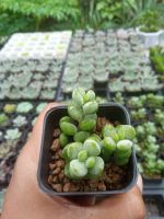 Cotyledon pendens  กระถางสองนิ้วส่งทั้งกระถาง