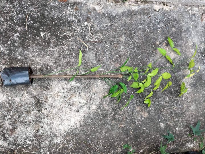 ต้นพันธุ์ผักเหลียง-ผักเหลียง-เหลียงผัดไข่