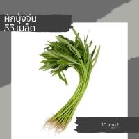 เมล็ดผักบุ้งจีน เมล็ดผัก เมล็ดผักสวนครัว ผักบุ้งจีน50เมล็ด