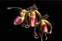 Paph.gigantifolium​ ขนาดกระถาง 2 นิ้ว