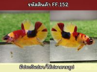 ปลากัดนีโม่เพศผู้ สีสวยเกรดAA พร้อมรัด ขนาด1.4-1.5 นิ้ว