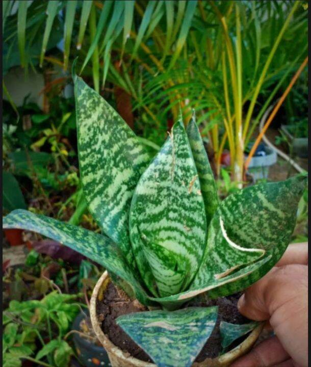 Dwarf snake plant Sanseveria....green live plant in plastic pot good ...