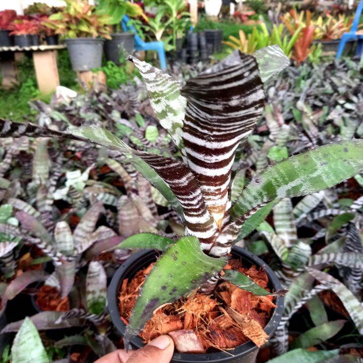 aechmea-chantinii-hybrid-คัดลายสวยๆ-สับปะรดสี-ม้าลาย-ลายชัดๆทุกต้น-ส่งแบบถอดราก