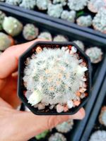 คามิเน่ขาว Mammillaria carmenae แคคตัส อยู่ในกระถาง2นิ้ว