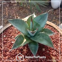 agave titanota blue