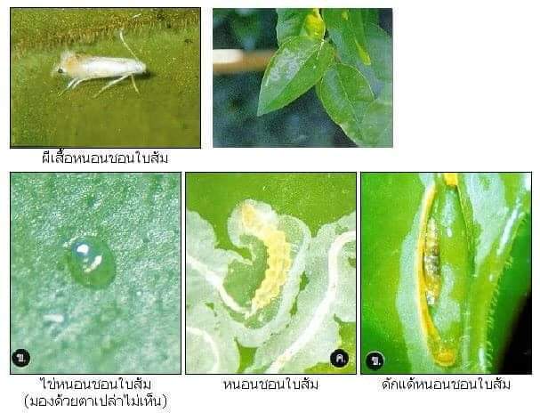 มิวด้า-35-อิมิดาโคลพลิด-สารกำจัดเพลี้ยไฟ-หนอนชอนใบ-ปริมาณ-500-มิลลิลิตร