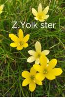 ดอกบัวดินสีเหลือง Z.Yolk Ster ชุดละ12หัว ราคา100บาท
