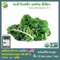 เมล็ดคะน้าใบหยิก F1 (Winterbor F1 Kale) จำนวน 10 เมล็ด