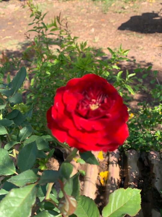 ต้นกุหลาบดอกสีแดง-จัดเป็นไม้ดอกประเภทพุ่ม-พลัดใบ-มีลำต้นตั้งตรงหรือเลื้อย-แข็งแรงมีใบย่อย-3-5-ใบ-พันธุ์ดอกสีแดง-ได้แก่-คริสเตียนดิออร์-สวาทมอร์-สคาร์เลทไนท์