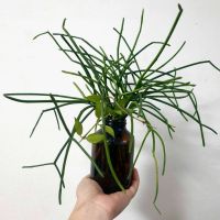 พญาไร้ใบ : Euphorbia tirucalli L. /Indoor plante /ต้นไม้มินิมอล