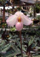 paphiopedilum delenetii 

รองเท้านารีเดเลนเนติอาย